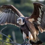 Cinereous Vulture