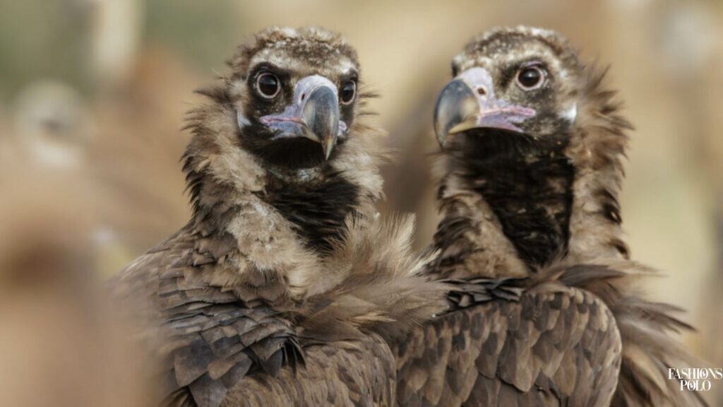 Cinereous Vulture Sexual Dimorphism