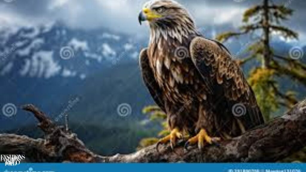 Eagle Watching in Europe