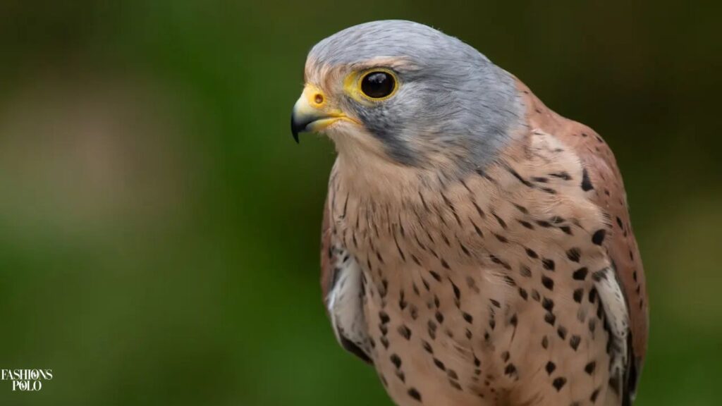 Eurasian Kestrels are skilled hunters