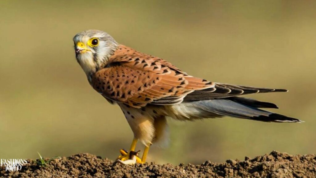 The Eurasian Kestrel: A Comprehensive Guide