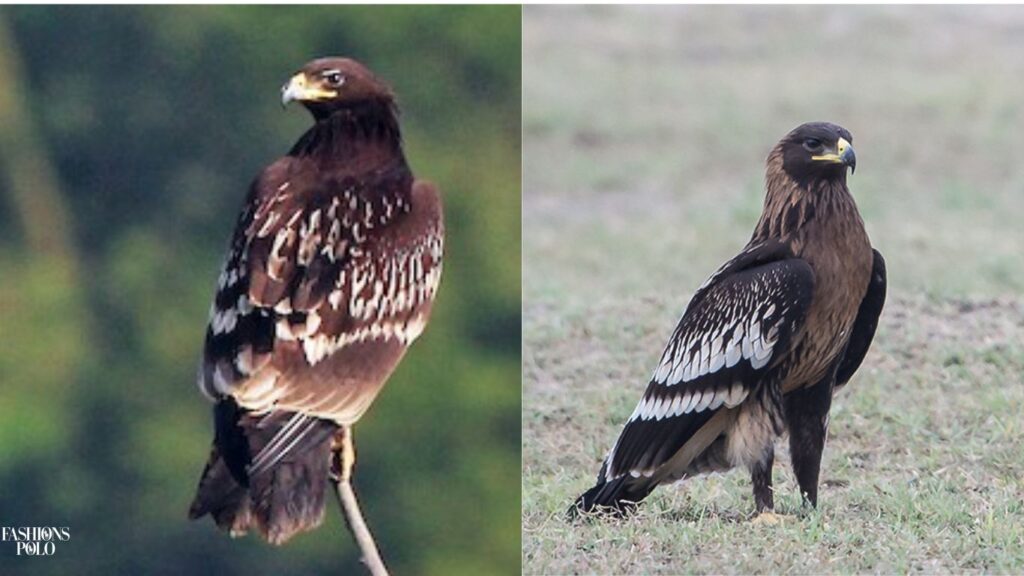 greater spotted eagle