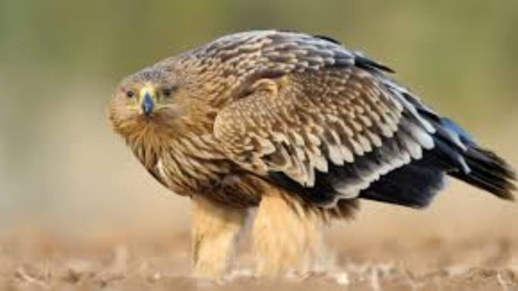 Eastern Imperial Eagle Conservation Status