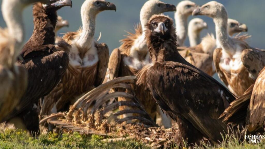 bulgaria Cinereous Vulture Conservation Status